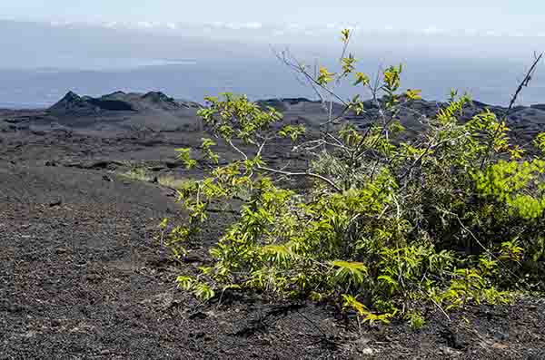 75 - Ecuador - islas Galapagos - isla Isabela - volcan Chico - conos parasitos